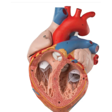 PVC Heart Model