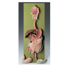 Digestive System Model