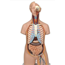 Human Anatomical Models