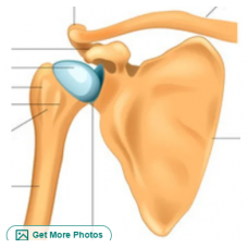 Shoulder Joint Model