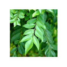 Fresh Curry Leaves