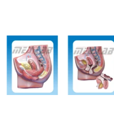 Human Female Pelvis