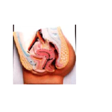 Human Female Reproductive System