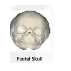 Feutal Skull