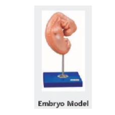 Embroy Model