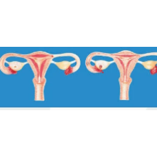 Fertilization Process Simulator