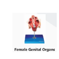 Female Genital Organs Model