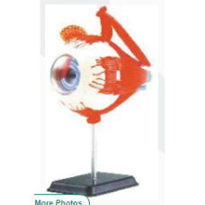 Eye Ball Antomy Model