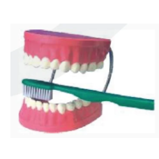 Dental Care Model