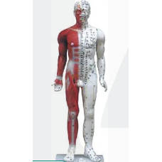 Deluxe Acupuncture Model