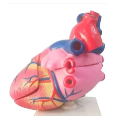 Human Heart Fiberglass Model