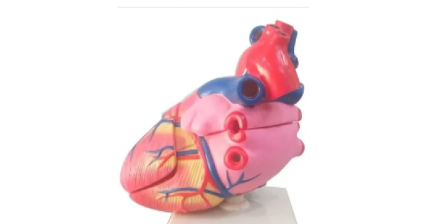 Buy Human Heart Fiberglass Model get price for lab equipment