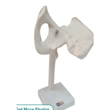 Hip Joint Model