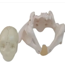 Pelvis Joint Dummy