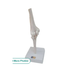 Elbow Joint