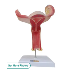 Uterus Stand Model