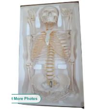 Articulated Human Skeleton Model