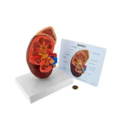 Kidney Anatomy Model