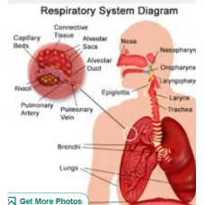 Respiratory System Diagram