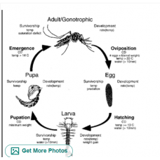 Aedes Mosquito life cycle