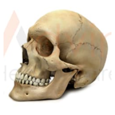 Human Skull Model