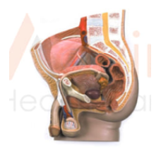 Human Male Pelvis Section