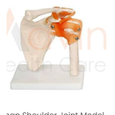 Human Shoulder Joint Model