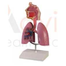 Human Respiratory System Model