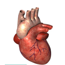 Heart Anatomical Model