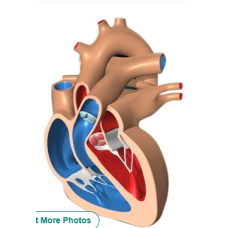 Heart Lab Model