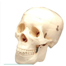 Human Skull Model