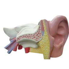 Ear Anatomical Model