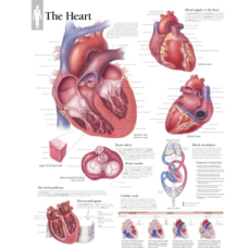 Heart Anatomy Chart