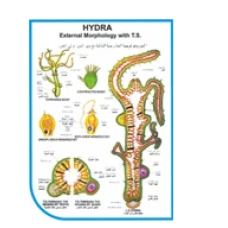 Zoology Charts