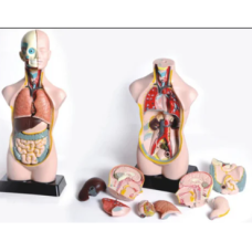 Biological Plastic Models