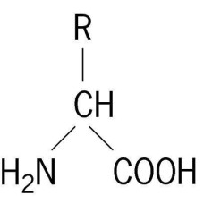 Amino Acids