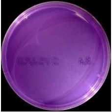 Bromocresol Purple