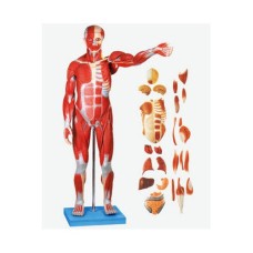 Human Body Model