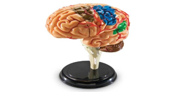 Buy CM Brain get price for lab equipment