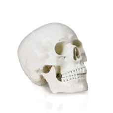 Human Skull