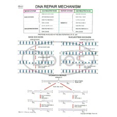 Dna Repair Mechanism Charts