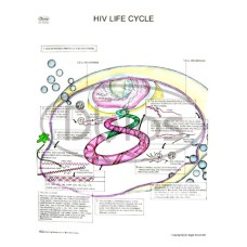 Hiv Life Cycle