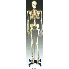 Imported Budget Bucky Skeleton