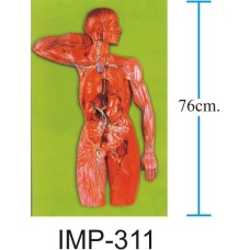 Lymphatic System Model