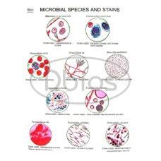 Microbial Species