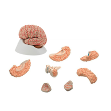 BRAIN WITH ARTERIES 9 PARTS