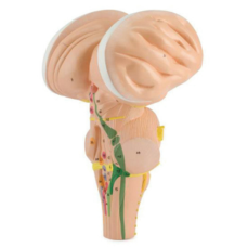 BRAINSTEM, ENLARGED 3 TIMES