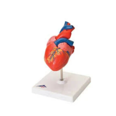 Heart Anatomy Model