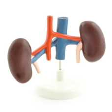 Kidney Anatomy Model