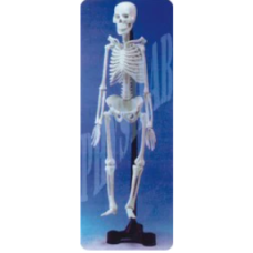 Human Skeleton Model